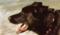Dog Control Maps