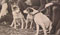 Featured Transcription - Meredith Dog Registrations