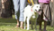 Domestic Animal Management Plan 