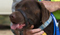Microchipping 