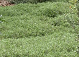 The Green Mulch Project